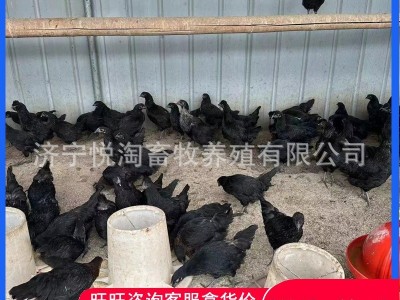 活体五黑鸡 散养青年五黑鸡 下蛋五黑鸡 脱温五黑鸡幼苗图3