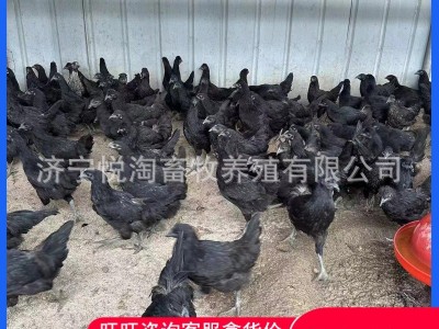 活体五黑鸡 散养青年五黑鸡 下蛋五黑鸡 脱温五黑鸡幼苗图2