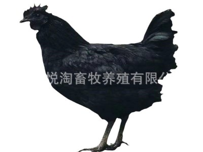 活体五黑鸡 散养青年五黑鸡 下蛋五黑鸡 脱温五黑鸡幼苗图4