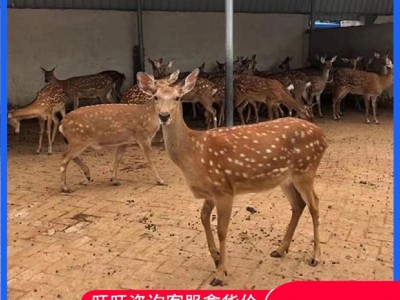 活体梅花鹿 养殖场销售成年活体梅花鹿 亲人梅花鹿幼崽图2