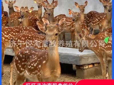 活体梅花鹿 养殖场销售成年活体梅花鹿 亲人梅花鹿幼崽图3