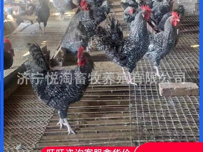 活体芦花鸡 青年下蛋芦花鸡 脱温芦花鸡幼苗 全国包邮图2