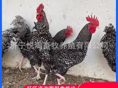 活体芦花鸡 青年下蛋芦花鸡 脱温芦花鸡幼苗 全国包邮图4