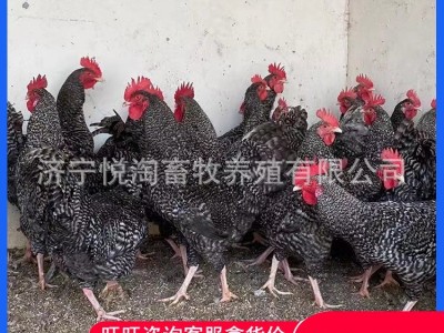 活体芦花鸡 青年下蛋芦花鸡 脱温芦花鸡幼苗 全国包邮图3