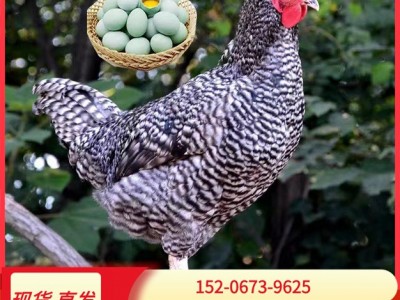 半斤芦花鸡活鸡苗纯种芦花鸡苗活体脱温苗土鸡小鸡幼苗成品母鸡图3