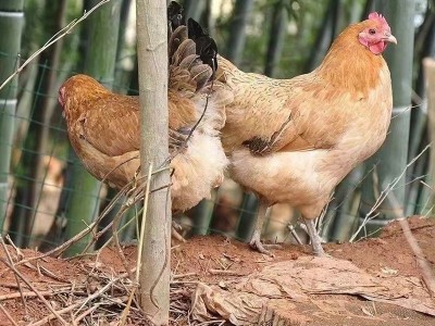 出售青脚麻鸡小鸡苗活体 麻羽鸡土鸡苗山地放养蛋鸡幼苗批发价格图3