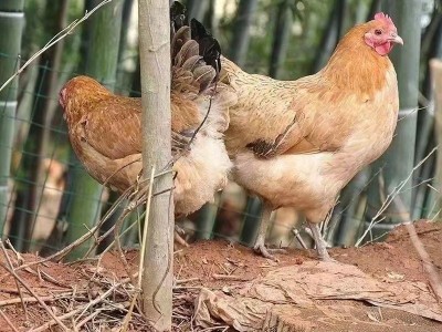 出售青脚麻鸡小鸡苗活体 麻羽鸡土鸡苗山地放养蛋鸡幼苗批发价格图4