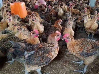 高产蛋鸡苗麻羽绿壳蛋公苗红公鸡苗青脚土鸡另有半大只小鸡苗批发图4