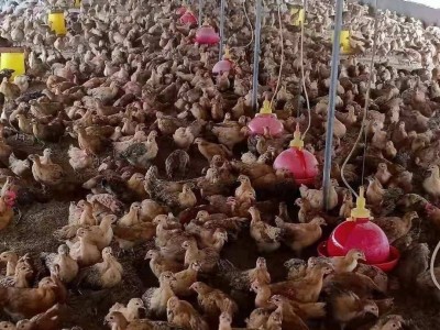 高产蛋鸡苗麻羽绿壳蛋公苗红公鸡苗青脚土鸡另有半大只小鸡苗批发图2