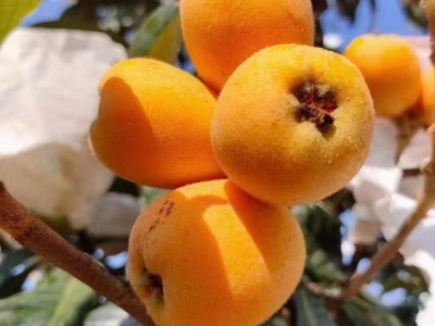 [顺丰发货]四川米易枇杷果新鲜采摘高山水果应季琵琶果一件代发图3