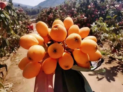 [顺丰发货]四川米易枇杷果新鲜采摘高山水果应季琵琶果一件代发图5