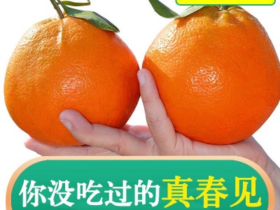 正宗四川春见耙耙柑橘子5斤礼盒新鲜水果橘子粑粑柑现摘一件代发图4
