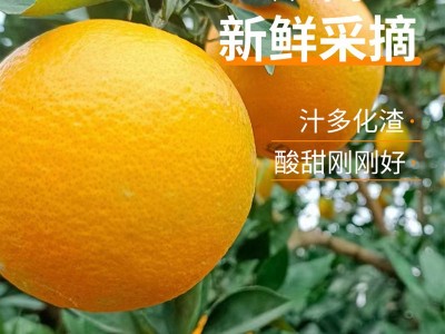 江西赣南脐橙新鲜橙子皮薄5 10 20斤果园现摘橙子 产地大量批发图3
