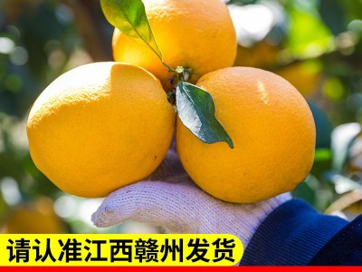 【产地直发】正宗赣南脐橙江西橙子20斤现摘薄皮当季孕妇新鲜水果图4