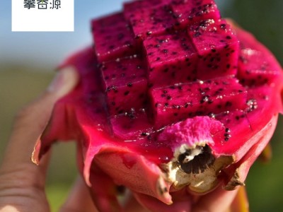 现货速发攀西大地红有机红心火龙果新鲜采摘孕妇水果批发5斤装图4