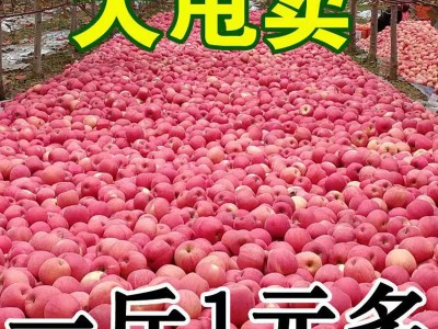 【全年款】陕西红富士特大苹果新鲜应季水果脆甜多汁洛川当季批发图2