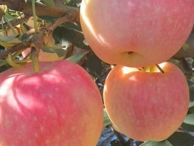 【全年款】陕西红富士特大苹果新鲜应季水果脆甜多汁洛川当季批发图4