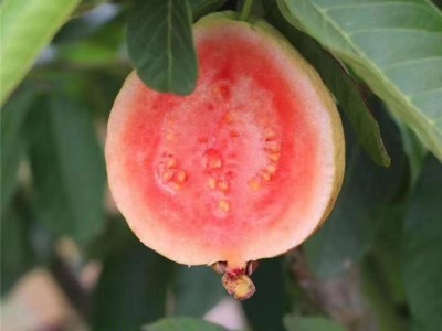 番石榴红心芭乐新鲜水果清甜脆口软糯香甜1/3/5/9斤整箱代发包邮图3