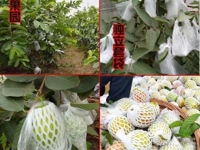 番石榴红心芭乐新鲜水果清甜脆口软糯香甜1/3/5/9斤整箱代发包邮图2