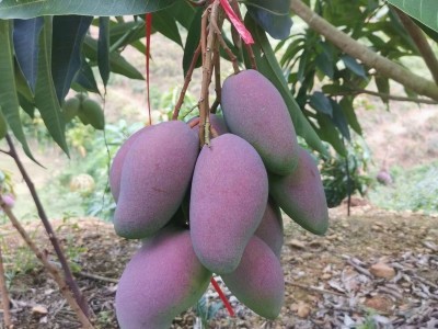 海南贵妃芒香甜多汁新鲜水果3/5/9斤整箱包邮代发图4