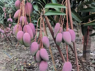 海南贵妃芒香甜多汁新鲜水果3/5/9斤整箱包邮代发图3