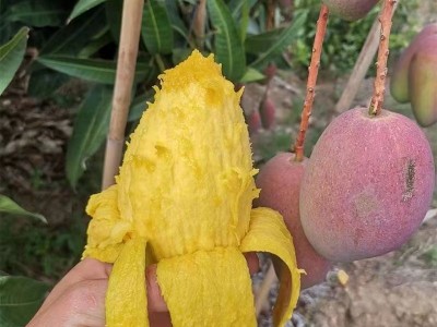 海南贵妃芒香甜多汁新鲜水果3/5/9斤整箱包邮代发图2