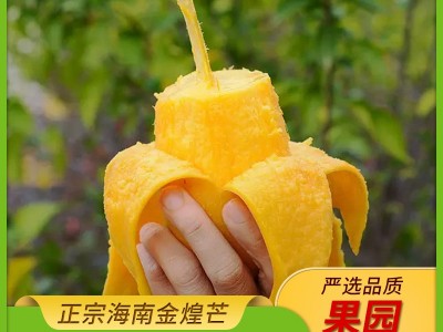 海南金煌芒新鲜水果芒果青皮/黄皮金煌芒大青芒3/5/9斤包邮代发图2