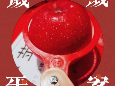 特大85以上静宁精品红富士特大果苹果水果批发一件代发图4