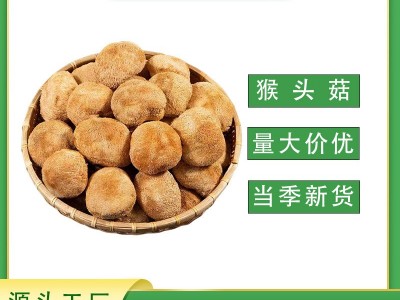 【源头工厂直销】正宗猴头菇福建当季猴头菇猴头菌干货批发代发*图2
