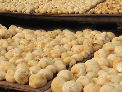 猴头菇干货河南特产农家自产食用菌养胃一件代发包邮图4