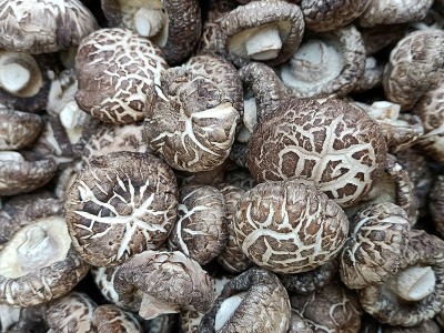 河南香菇基地供应茶花菇 麻花菇 白花菇 板菇 黑面菇等香菇全系列图3