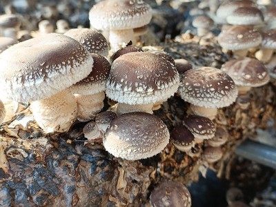 河南土特产干制花菇 规格齐全 礼品香菇花菇 出口级内销级 500g图4