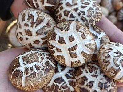 河南土特产干制花菇 规格齐全 礼品香菇花菇 出口级内销级 500g图2