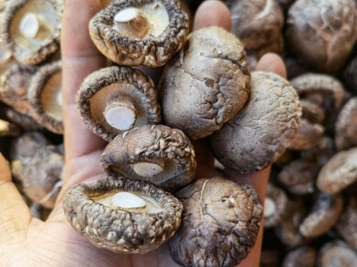 干香菇西峡香菇剪脚无根肉厚小香菇干货冬菇特产新货批发产地直发图3