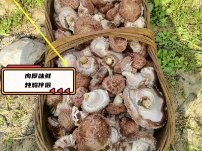 椴木香菇干 椴木花菇 原木干香菇 随州特产 散装木头香菇批发图2