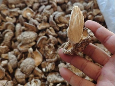 椴木香菇干 椴木花菇 原木干香菇 随州特产 散装木头香菇批发图4