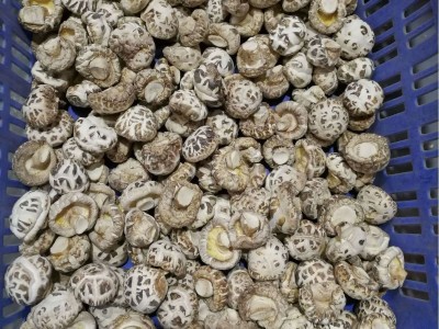随州干香菇厂家货源 随州白花菇基地 三里岗天白花菇 湖北冬菇图2