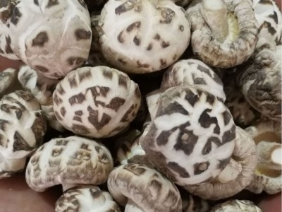 随州干香菇厂家货源 随州白花菇基地 三里岗天白花菇 湖北冬菇图3