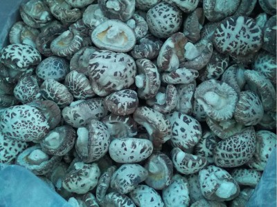 随州干香菇厂家货源 随州白花菇基地 三里岗天白花菇 湖北冬菇图4