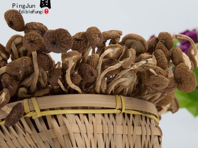 浙江庆元品菌茶树菇团购批发不开伞素菇土特产火锅食材干货图3