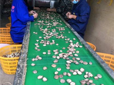 新货西峡香菇干货500g饭店餐饮散装批发无根冬菇黄焖鸡花菇香菇干图4