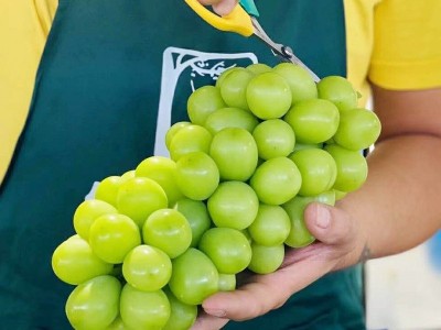 顺丰包邮5.5斤礼盒装云南青印晴王阳光玫瑰青提葡萄新鲜水果香印图3