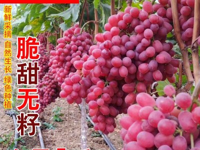顺丰包邮克伦生葡萄新鲜新疆无籽红提小蜜蜂红宝石脆甜无核2斤图3