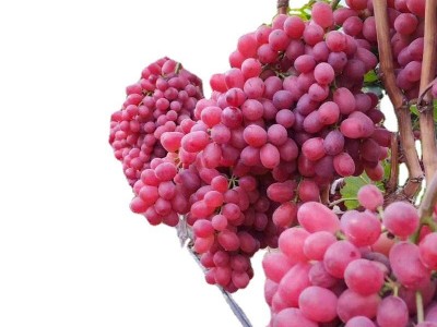 顺丰包邮克伦生葡萄新鲜新疆无籽红提小蜜蜂红宝石脆甜无核2斤图4