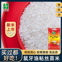 稻金乡5kg软鼠牙广西香米10斤籼米油粘新米丝苗米南方大米长粒香