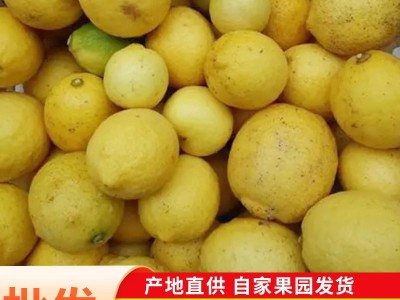 安岳新鲜柠檬商用批发奶茶店压汁专用皮薄多汁三级果瑕疵丑果散装图3