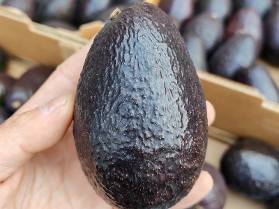广州批发进口牛油果即食熟果智利墨西哥秘鲁鲜鳄梨商用整箱批发图5