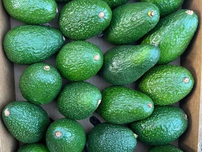 广州批发进口牛油果即食熟果智利墨西哥秘鲁鲜鳄梨商用整箱批发图4
