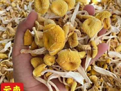 云南鸡油菌香菇土特产干货菌类菇类煲汤新鲜鸡枞菌子榆黄菇丝图3