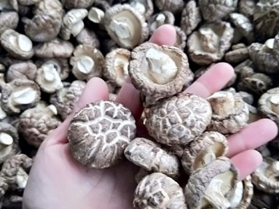 新货剪脚 花菇 原产地货源充足土特产 干货 香菇 大春栽 花菇图2